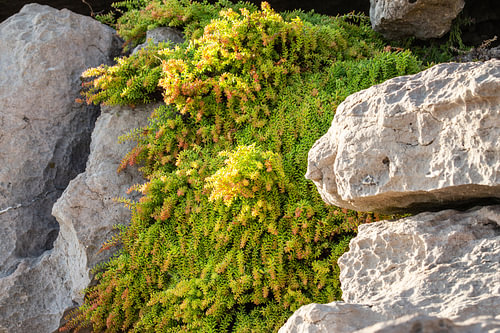 Grün zwischen den Felsen.