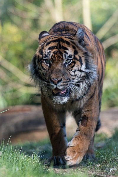 Tiger von As Janson