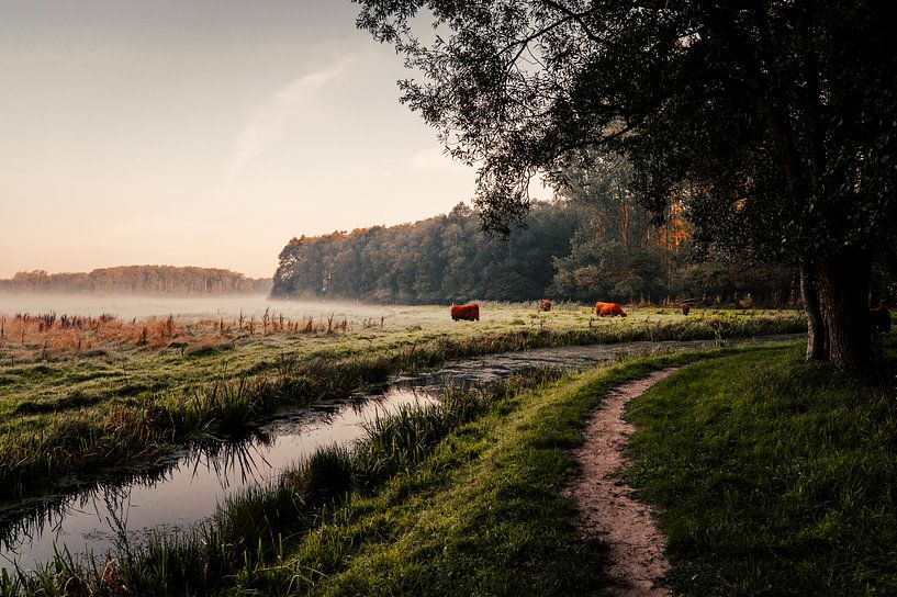 Les Highlanders écossais dans la forêt de Leeuwarden par Nando Foto
