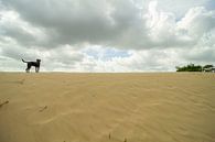 Hond staat boven op een zand duin van Marco Leeggangers thumbnail