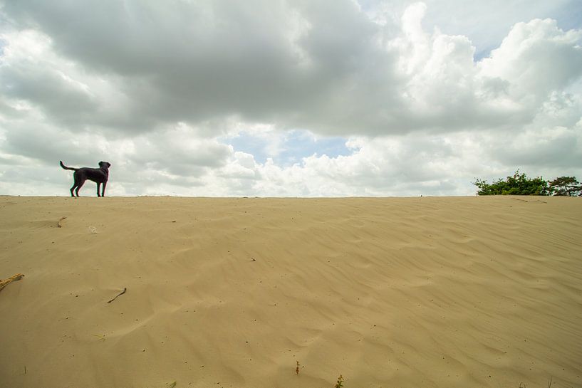 Hond staat boven op een zand duin van Marco Leeggangers