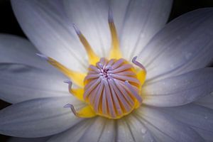 Lotusblume
