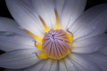 Lotus flower