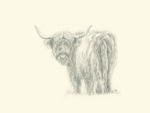 Bœuf des Highlands regardant vers l'arrière Dessin au crayon
