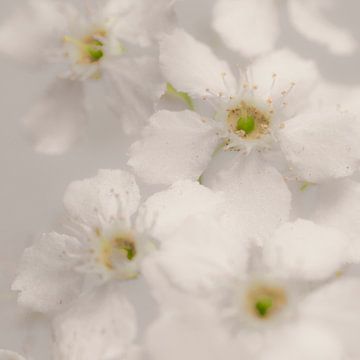 Witte bloesem met gele hartjes by arjan doornbos