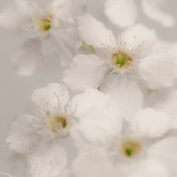 Witte bloesem met gele hartjes