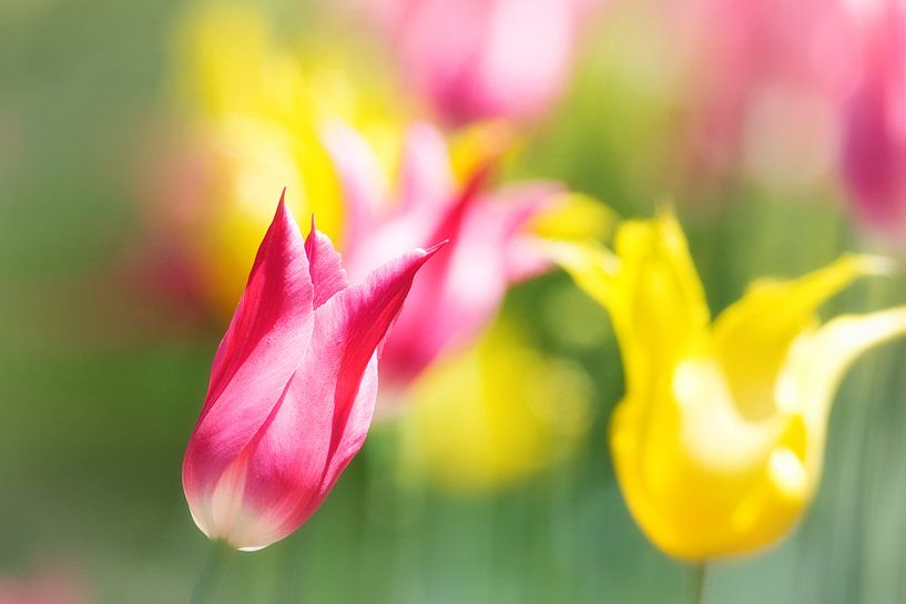 L'Hymne au Printemps  van Renald Bourque