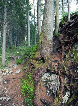 Wanderweg von Bo Valentino