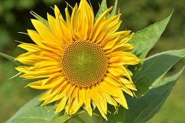 Een zonnebloembloem in de tuin van Claude Laprise