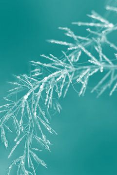 Natures Christmas Decorations