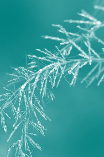 Natuurlijke kerstversieringen