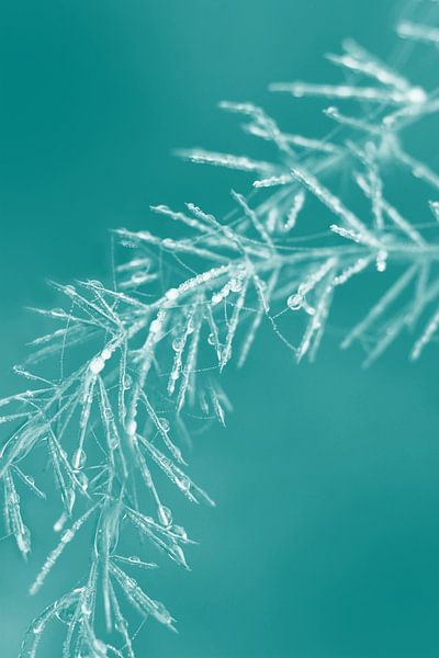 Natures Christmas Decorations by Imladris Images