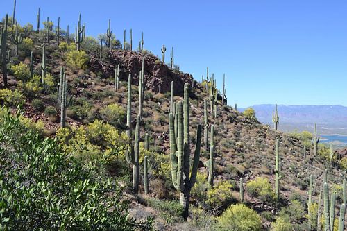 Tonto National Park , Arizona