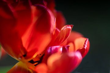 Macro rode tulp van Monique van Helden