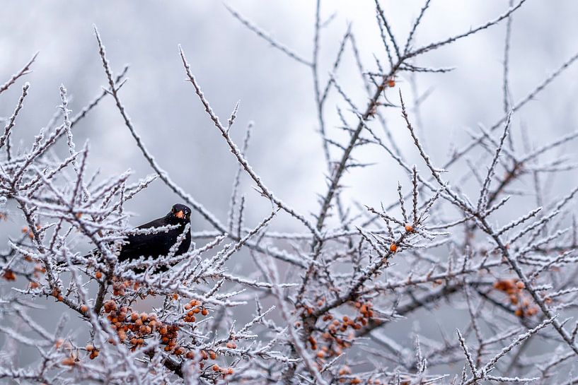 Een winterse merel von Wouter de Bruijn