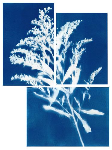 Cyanotype - Gedroogde bloem