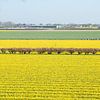 champ de fleurs de jonquilles sur Henriette Tischler van Sleen
