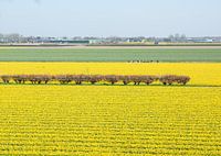 daffodil flower field