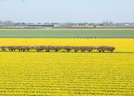 champ de fleurs de jonquilles