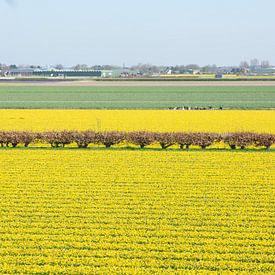 narcis bloemen veld met toeristen op de achtergrond in boot van Henriette Tischler van Sleen