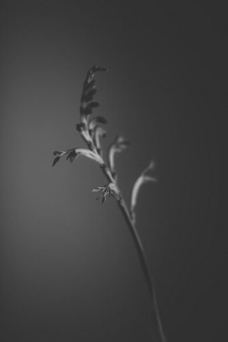 black flower