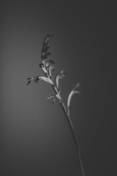 schwarze Blume von Carla Van Iersel