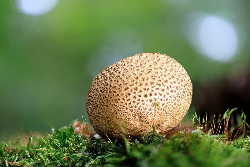 A bovist by Horst Husheer