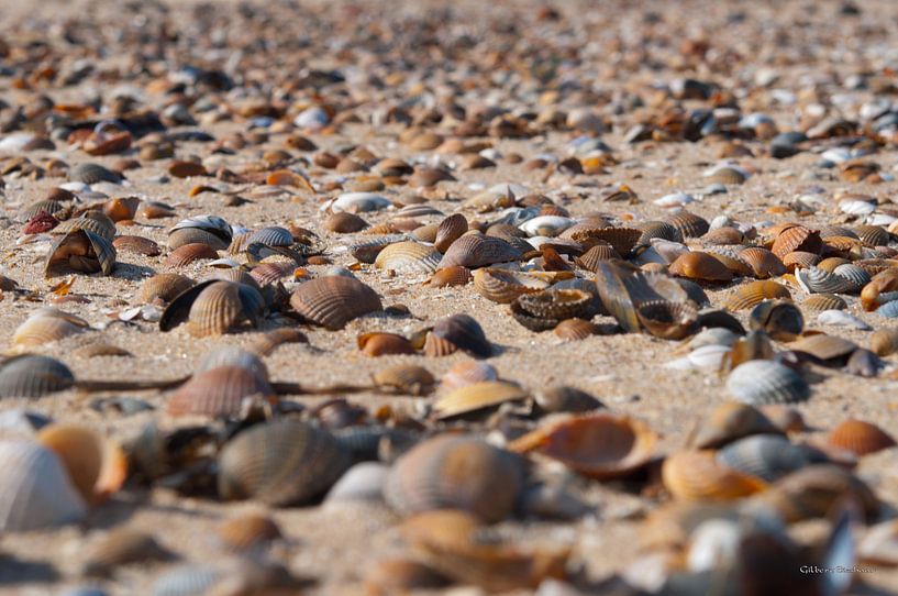 shells to run longest by nilix fotografie