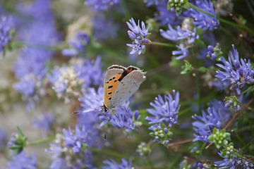 Papillon de feu sur Harm A