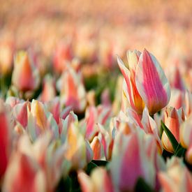 Tulpen | Bollenveld in Juliandorp aan Zee van Mark Zoet