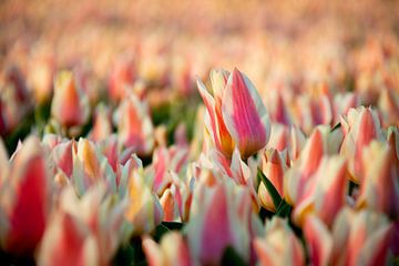 Tulpen | Blumenzwiebelfeld in Juliandorp aan Zee von Mark Zoet
