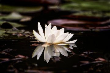 waterlelie vijver | water lelie | lotus | wit | vijver | waterplant | vijver van Dieter Ludorf