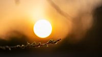 Spring at sunset