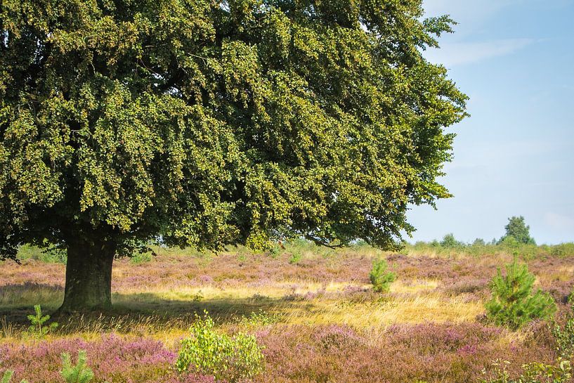 Oude beukenboom von Hilda Weges