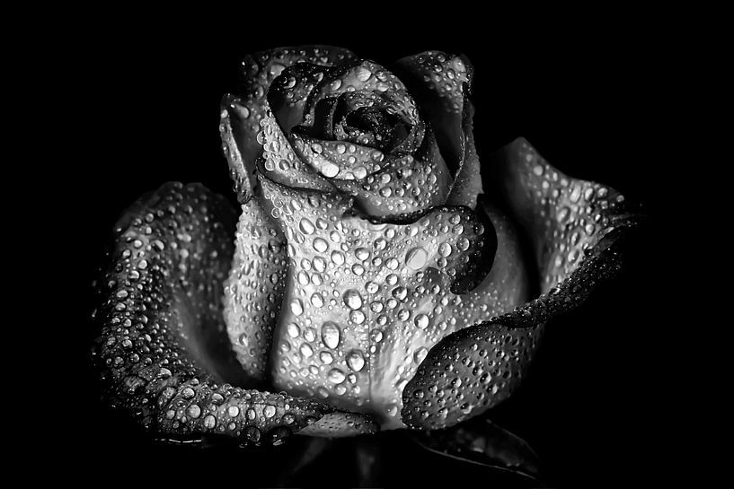 Magnificent Rose with Water Pearls - Black and White by Marlika Art