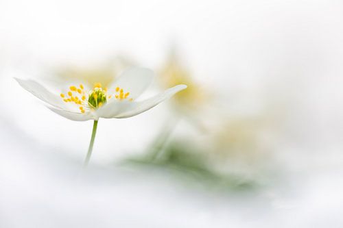 Bosanemoon met bokeh achtergrond