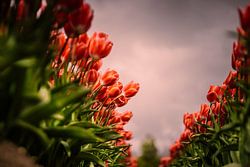 The Power of Red: Where Nature and Experience Come Together