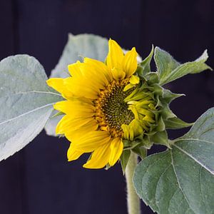 Hoppers Sonnenblume erwacht