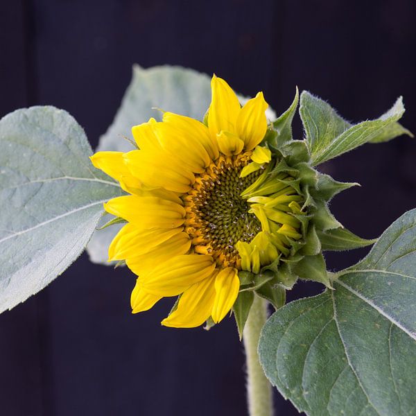 Hoppers zonnebloem ontwaakt van Henriëtte Mosselman