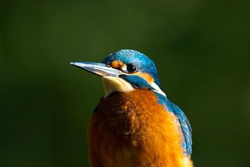 Kingfisher by Marijepicture