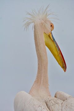 Pelikan von Mieke Verkennis