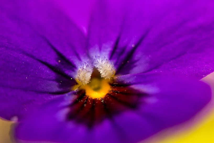 Viooltje in close-up van Jan van den Broek 2BHAPPY4EVER