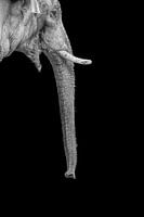 éléphant