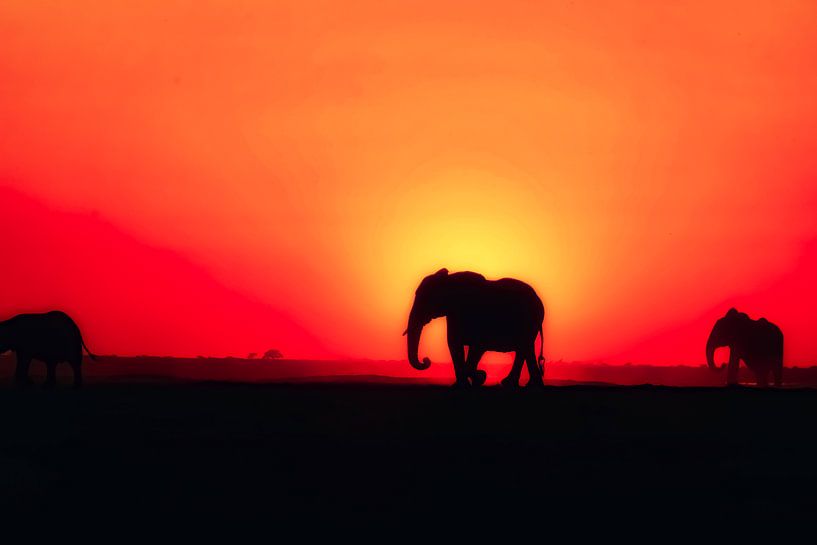 Éléphant par Truckpowerr
