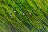 Eenden op een bedje van waterplanten