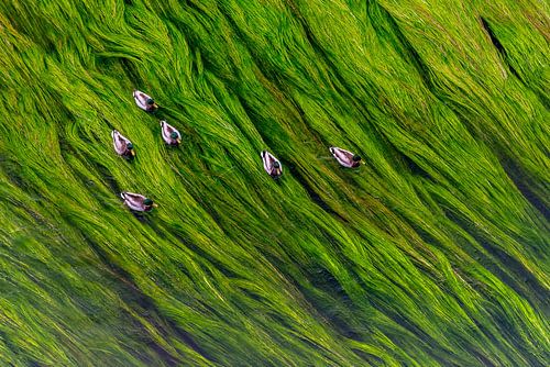 Eenden op een bedje van waterplanten