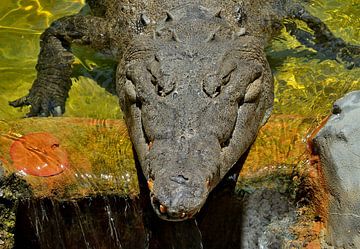 Alligator in de Everglades van Karel Frielink