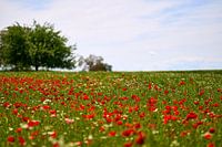 Meer bloesems met horizon