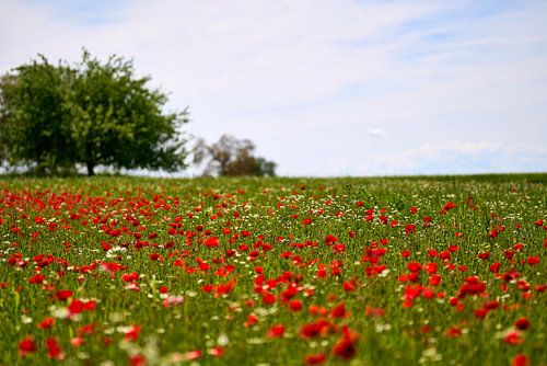 Meer bloesems met horizon