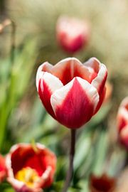 So refined so beautiful by As Janson